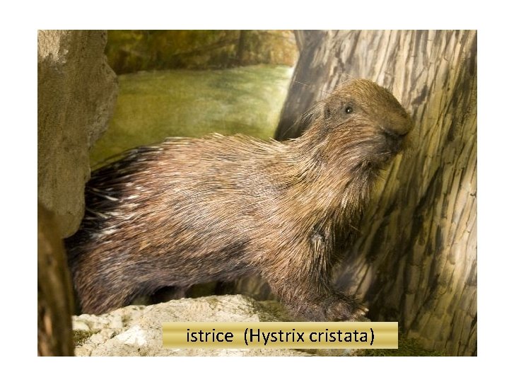 istrice (Hystrix cristata) 