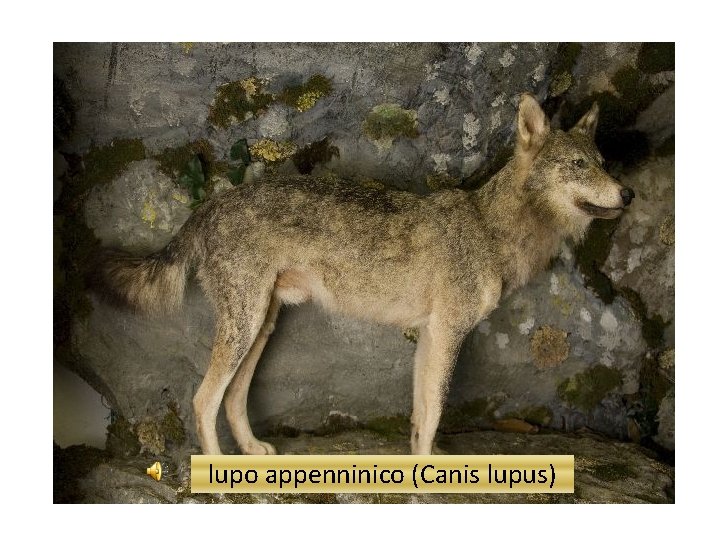 lupo appeninico lupo appenninico (Canis lupus) 