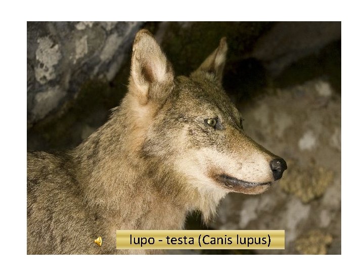 lupo particolare testa lupo - testa (Canis lupus) 