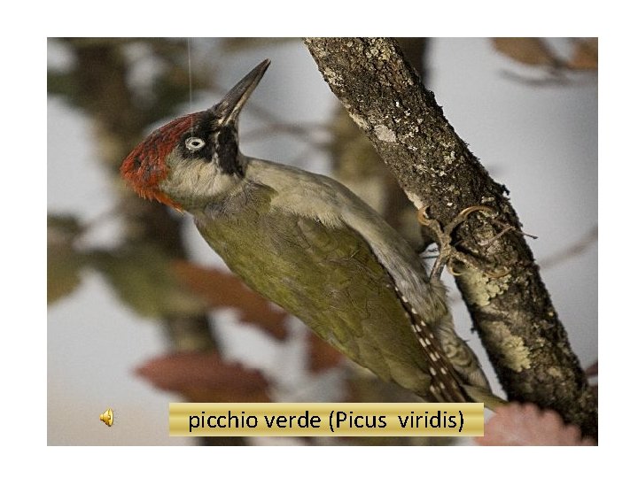 picchio verde (Picus viridis) 