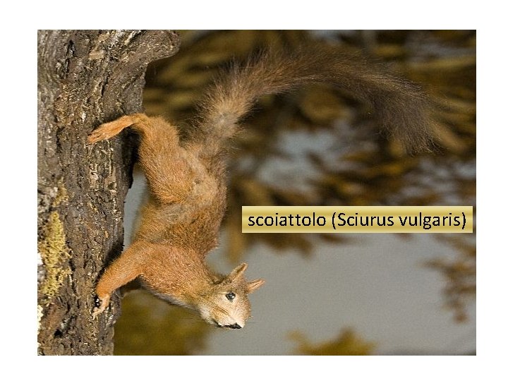 scoiattolo (Sciurus vulgaris) 