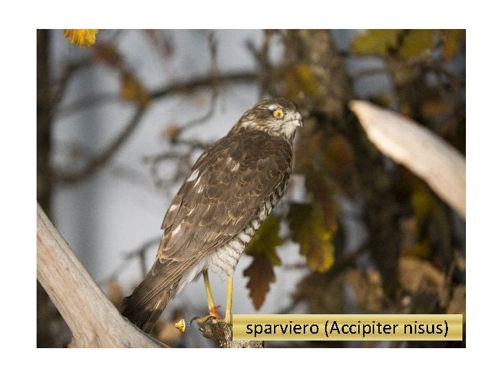 sparviero (Accipiter nisus) 