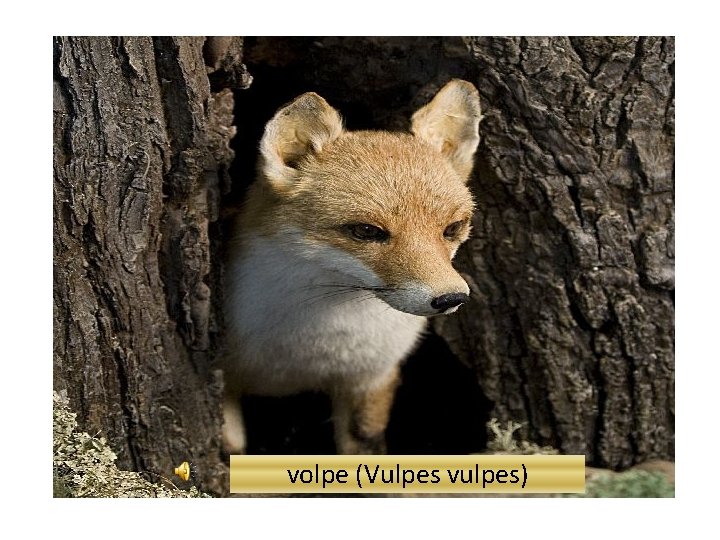 volpe (Vulpes vulpes) 