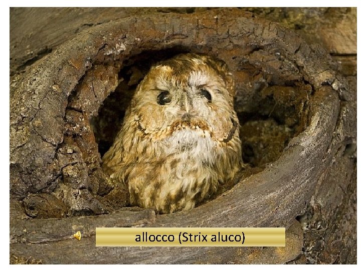 allocco (strix aluco) allocco (Strix aluco) 