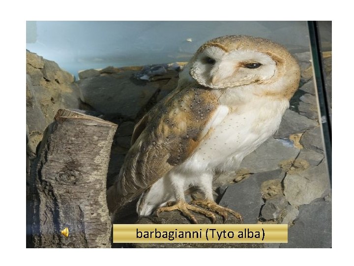 barbagianni (Tyto alba) 