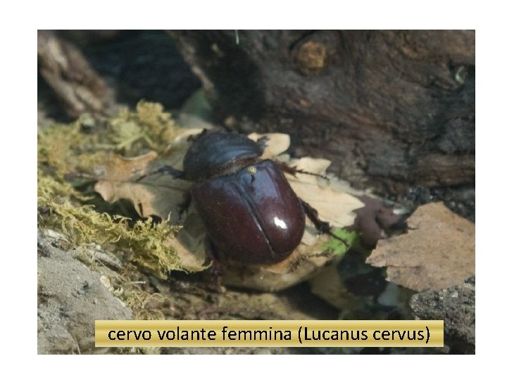 cervo volante femmina (Lucanus cervus) 