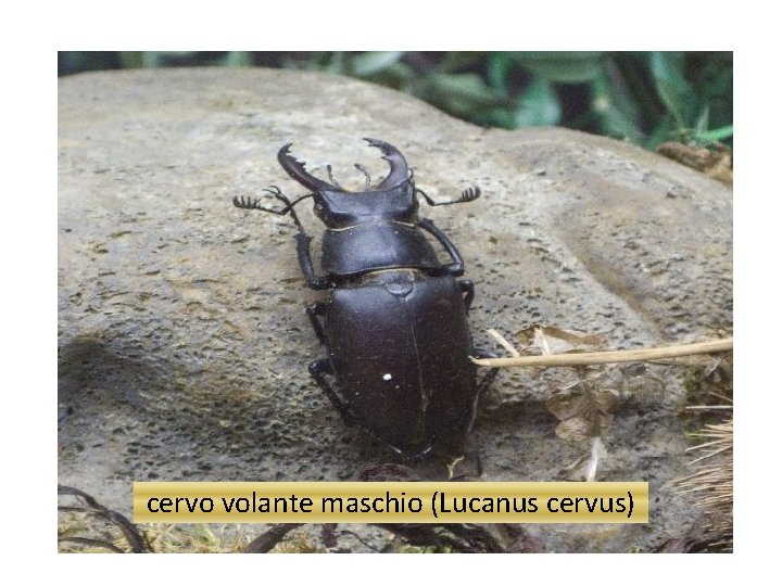 cervo volante maschio (Lucanus cervus) 