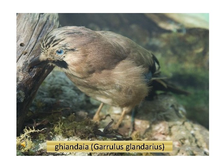 ghiandaia (Garrulus glandarius) 