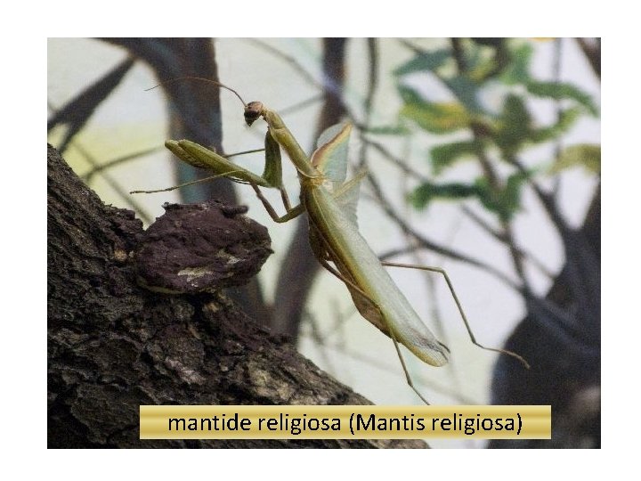 mantide religiosa (Mantis religiosa) 