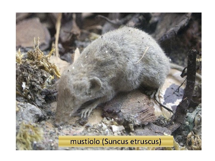 mustiolo (Suncus etruscus) 