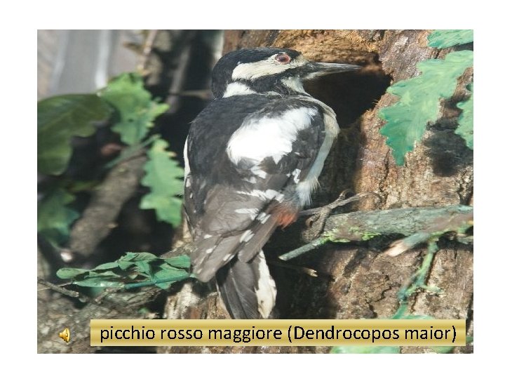 picchio rosso maggiore (Dendrocopos maior) 