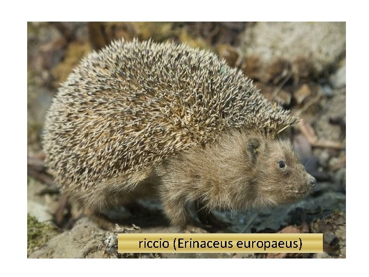 riccio (Erinaceus europaeus) 