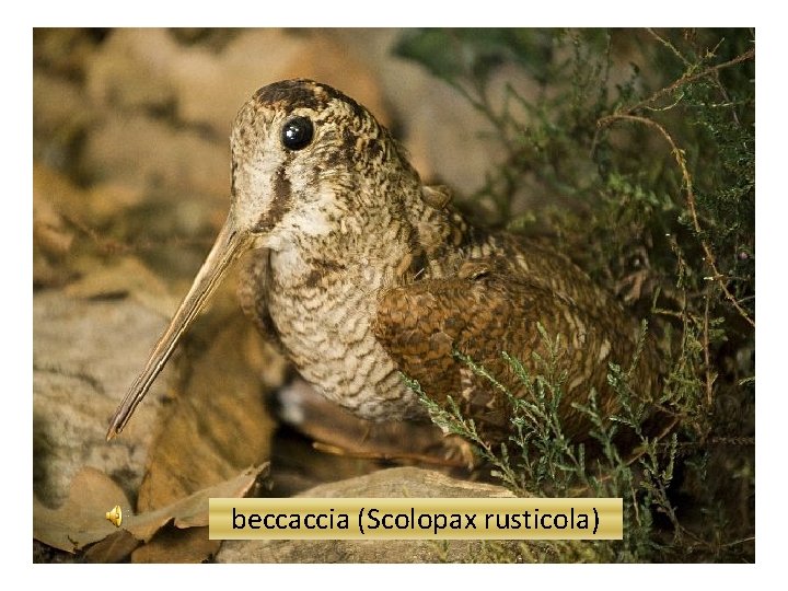 beccaccia (Scolopax rusticola) 