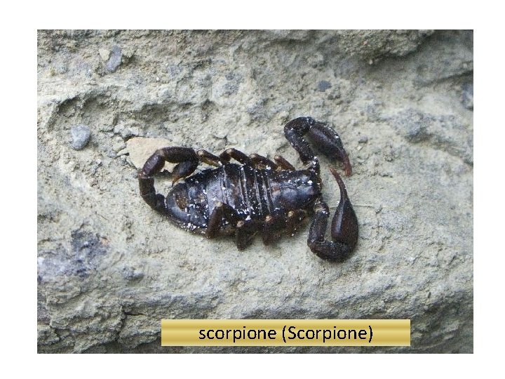 scorpione (Scorpione) 