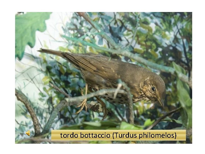 tordo bottaccio (Turdus philomelos) 