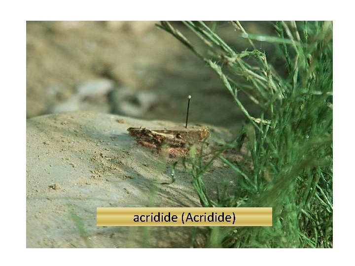 acridide (Acridide) 