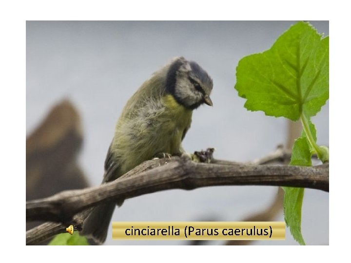 cinciarella (Parus caerulus) 