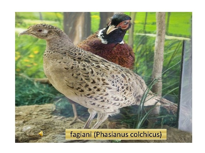 fagiani (Phasianus colchicus) 