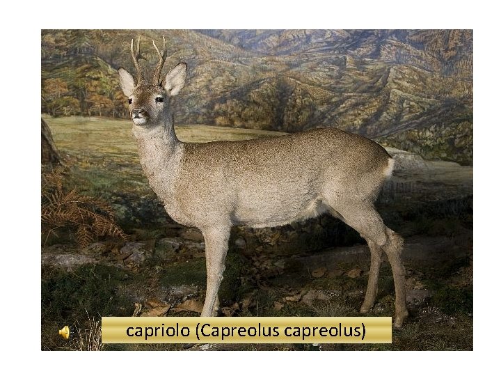 capriolo (Capreolus capreolus) 