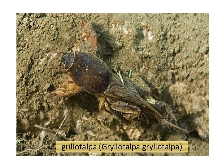 grillotalpa (Gryllotalpa gryllotalpa) 