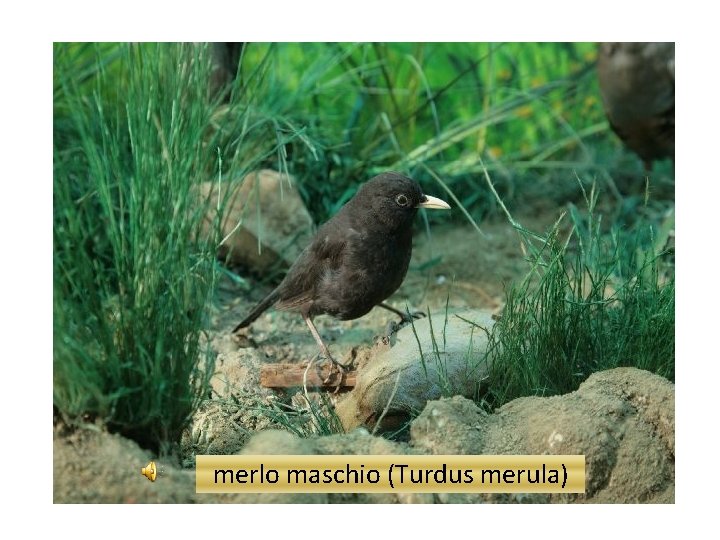 merlo maschio (Turdus merula) 