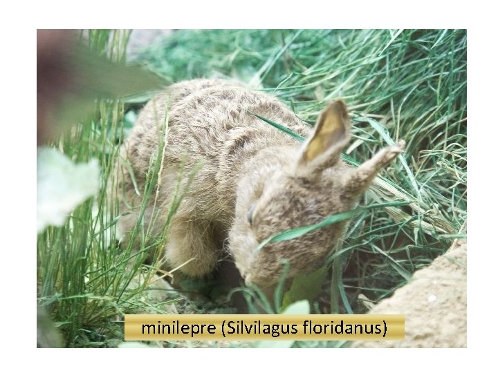 minilepre (Silvilagus floridanus) 