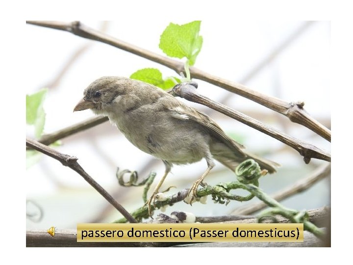 passero domestico (Passer domesticus) 