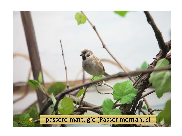 passero mattugio (Passer montanus) 