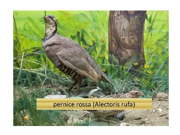 pernice rossa (Alectoris rufa) 