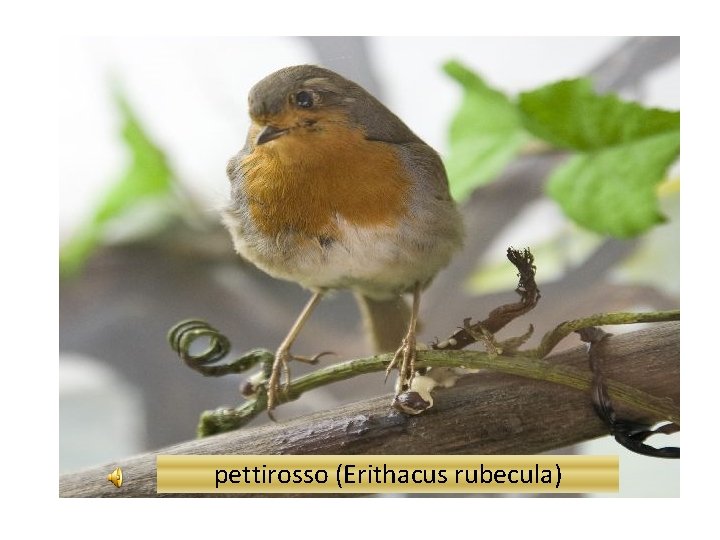 pettirosso (Erithacus rubecula) 
