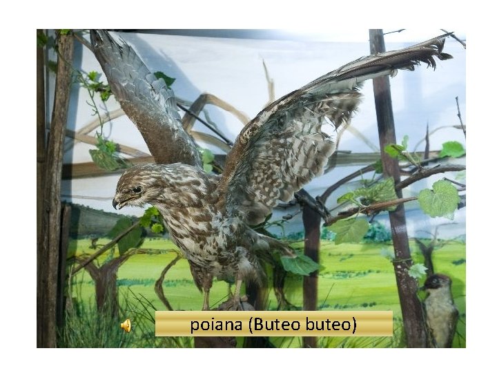 poiana (Buteo buteo) 