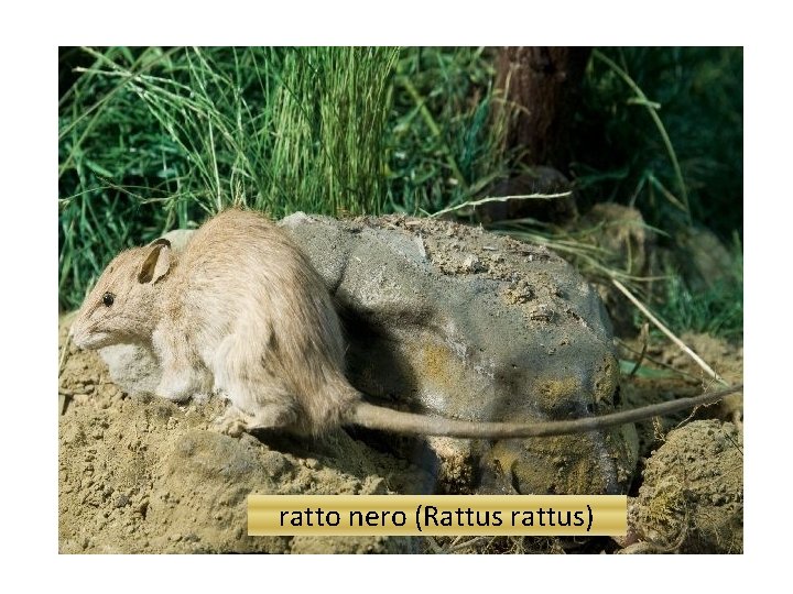 ratto nero (Rattus rattus) 