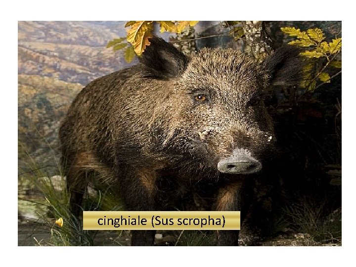 cinghiale (Sus scropha) 