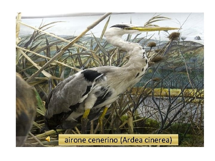 airone cenerino (Ardea cinerea) 