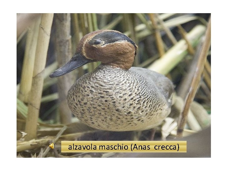 alzavola maschio (Anas crecca) 