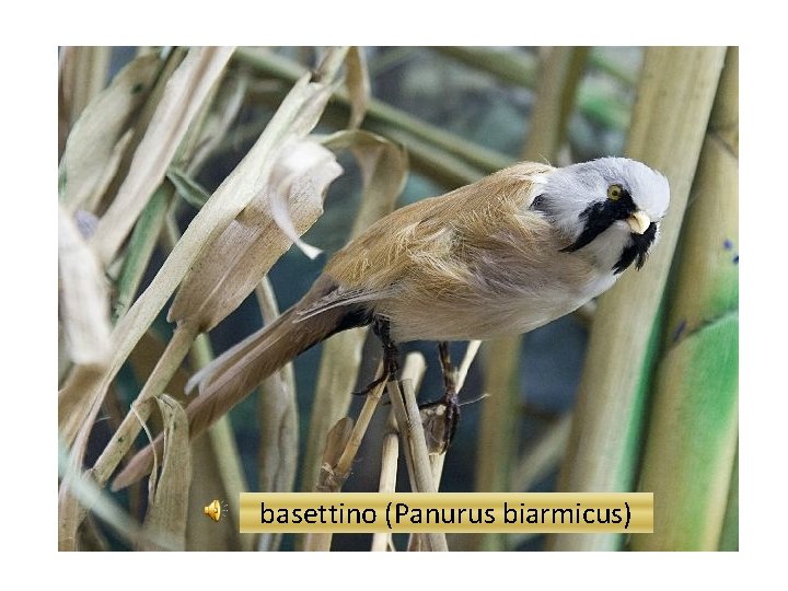 basettino (Panurus biarmicus) 