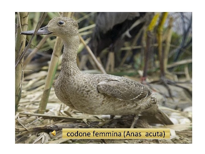 codone femmina (Anas acuta) 