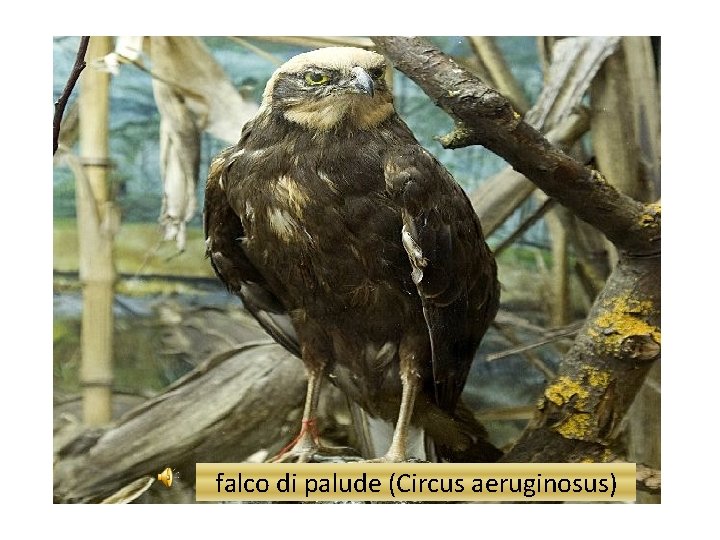 falco di palude (Circus aeruginosus) 