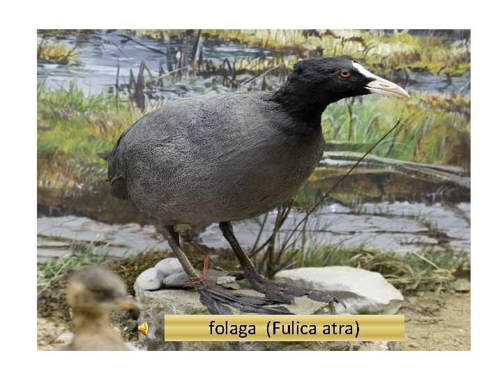 folaga (Fulica atra) 