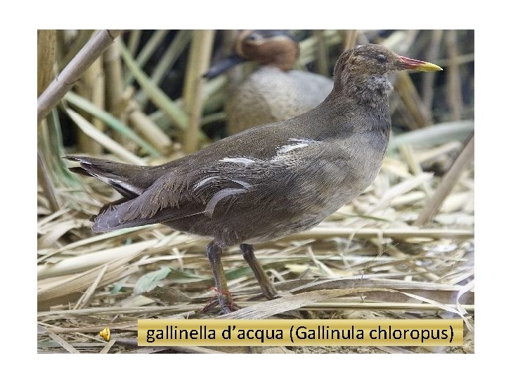 gallinella d’acqua (Gallinula chloropus) 