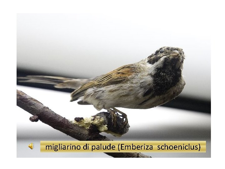 migliarino di palude (Emberiza schoeniclus) 