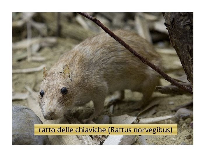 ratto delle chiaviche (Rattus norvegibus) 