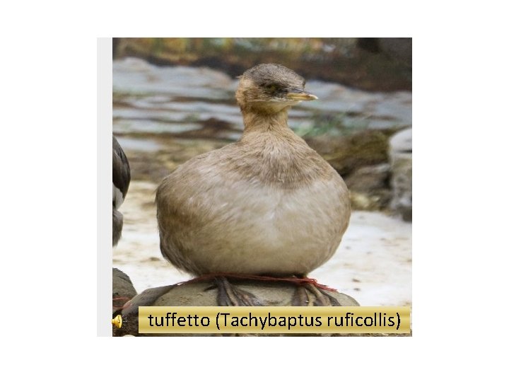 tuffetto (Tachybaptus ruficollis) 