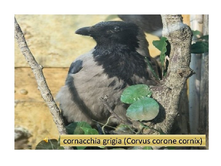 cornacchia grigia (Corvus corone cornix) 