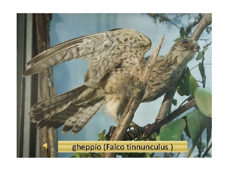 gheppio (Falco tinnunculus ) 