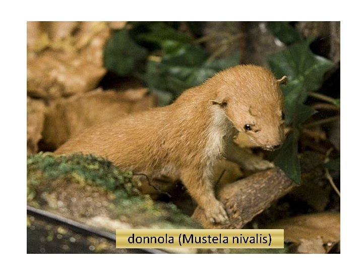 donnola (Mustela nivalis) 