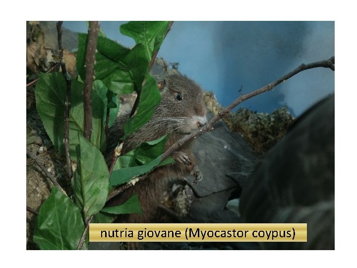 nutria giovane (Myocastor coypus) 