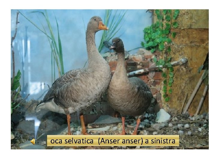 oca selvatica (Anser anser) a sinistra 