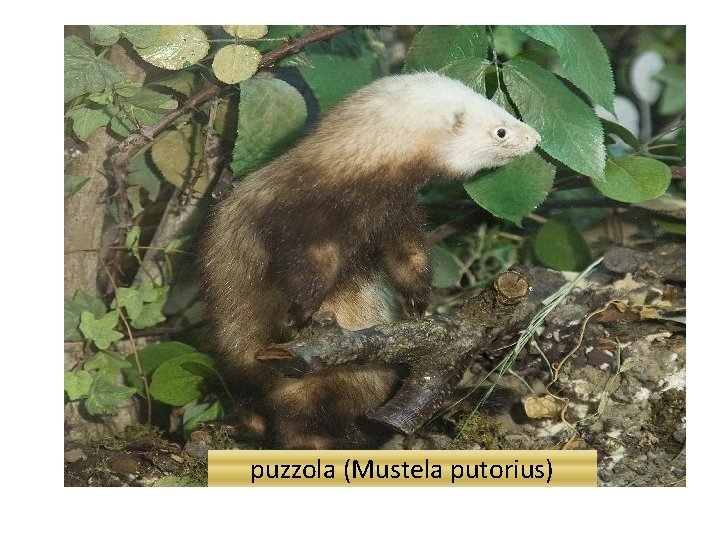 puzzola (Mustela putorius) 