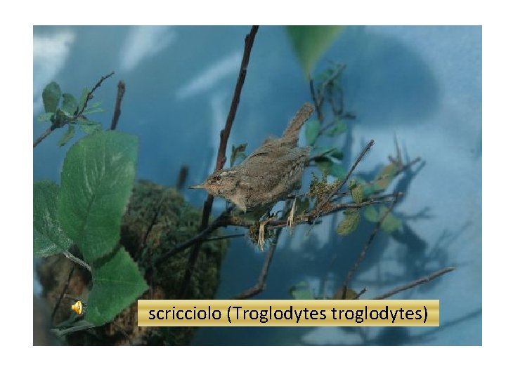 scricciolo (Troglodytes troglodytes) 